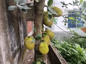 Raw Jackfruit from the tree