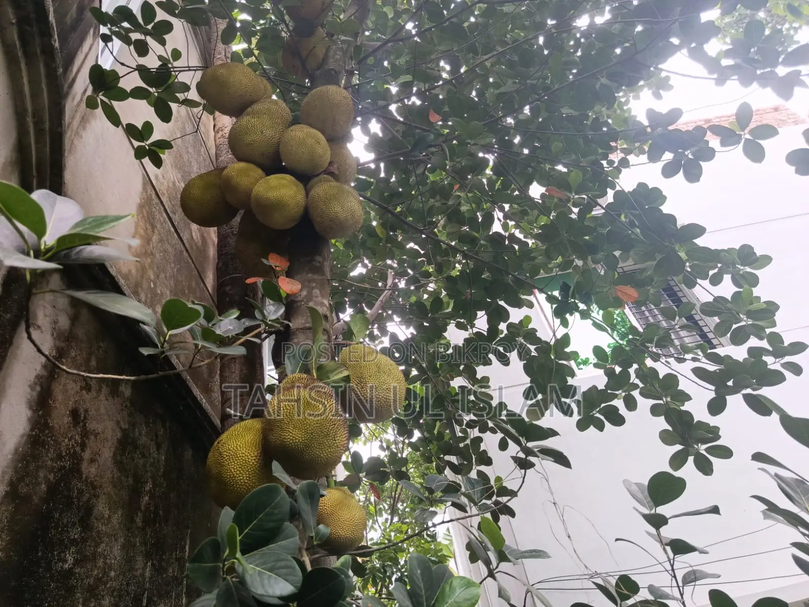 Raw Jackfruit from the tree