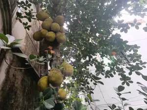 Raw Jackfruit from the tree
