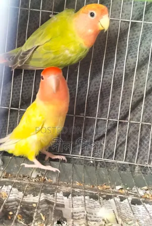 Very good full fresh egg-laying birds