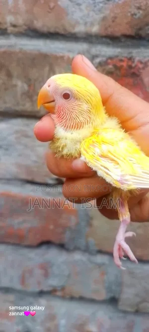 লাভ বার্ড লুটিনো