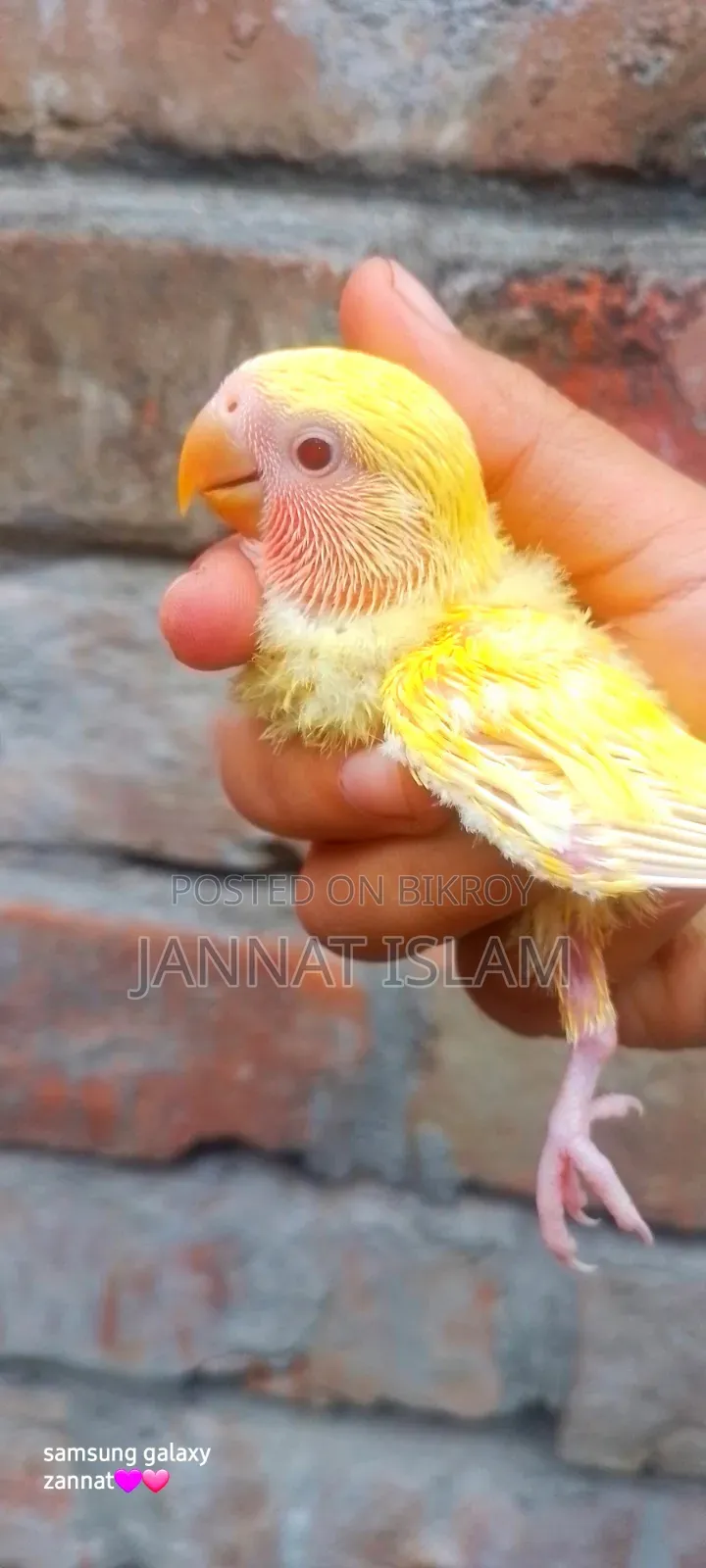 লাভ বার্ড লুটিনো