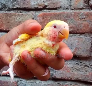 লাভ বার্ড লুটিনো