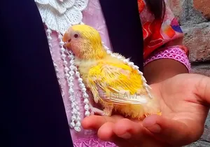 লাভ বার্ড লুটিনো