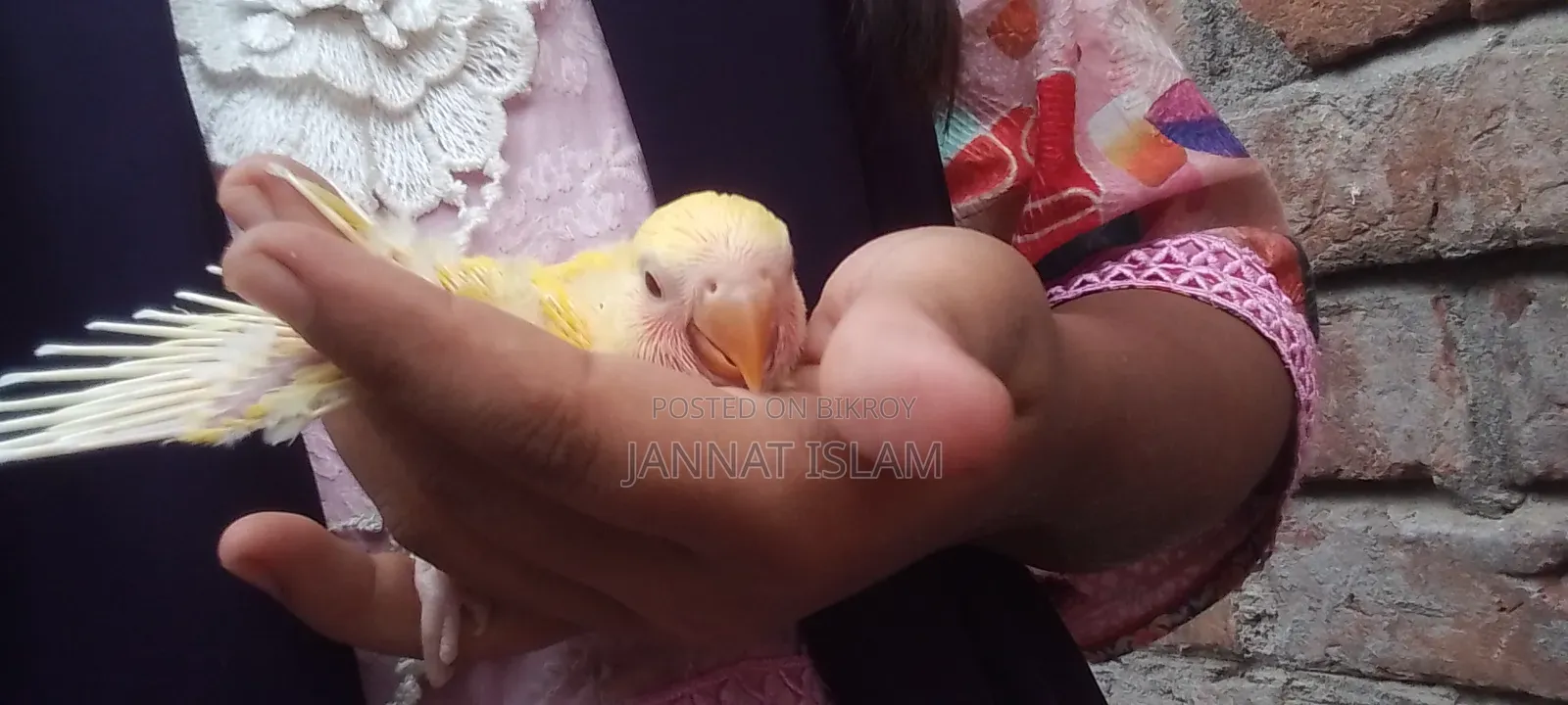 লাভ বার্ড লুটিনো
