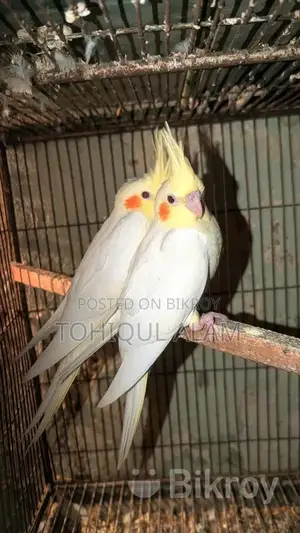 Cockatiel Bird