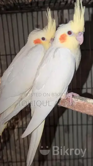 Cockatiel Bird