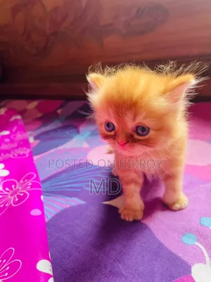 1-3 months Male Purebred Persian