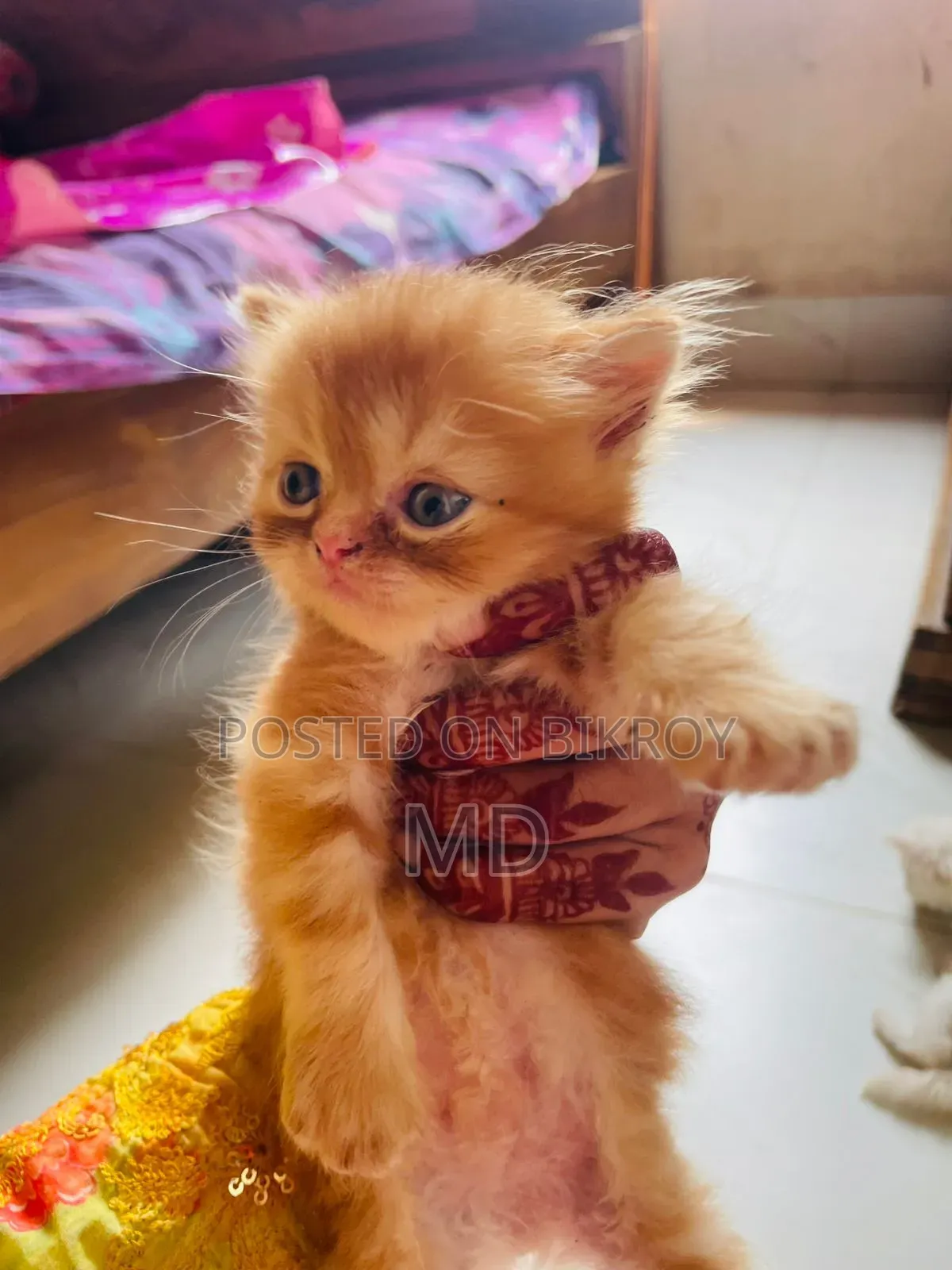 1-3 months Male Purebred Persian