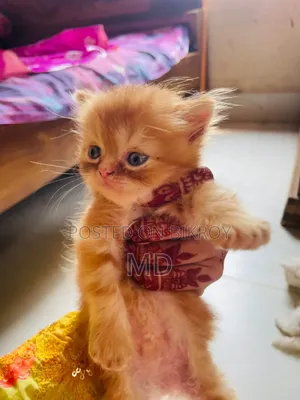 1-3 months Male Purebred Persian