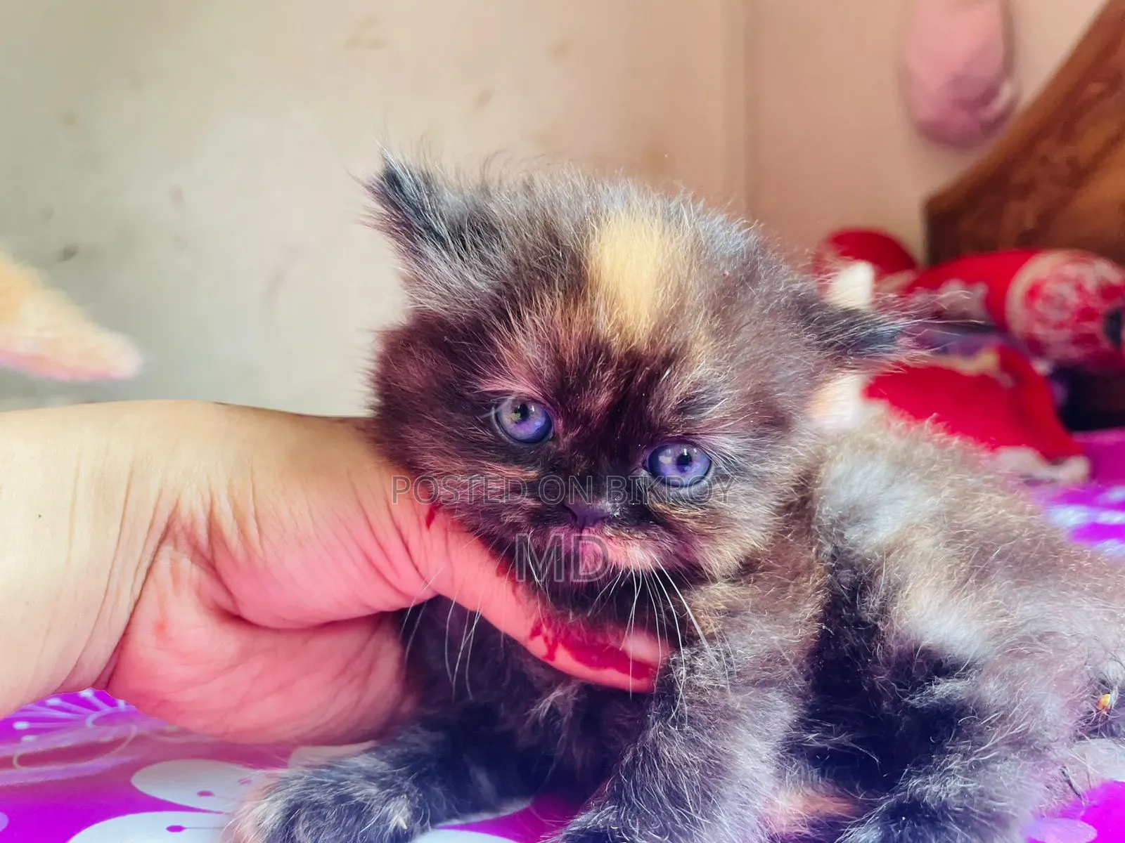 1-3 months Male Purebred Persian
