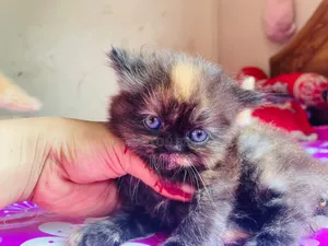 1-3 months Male Purebred Persian