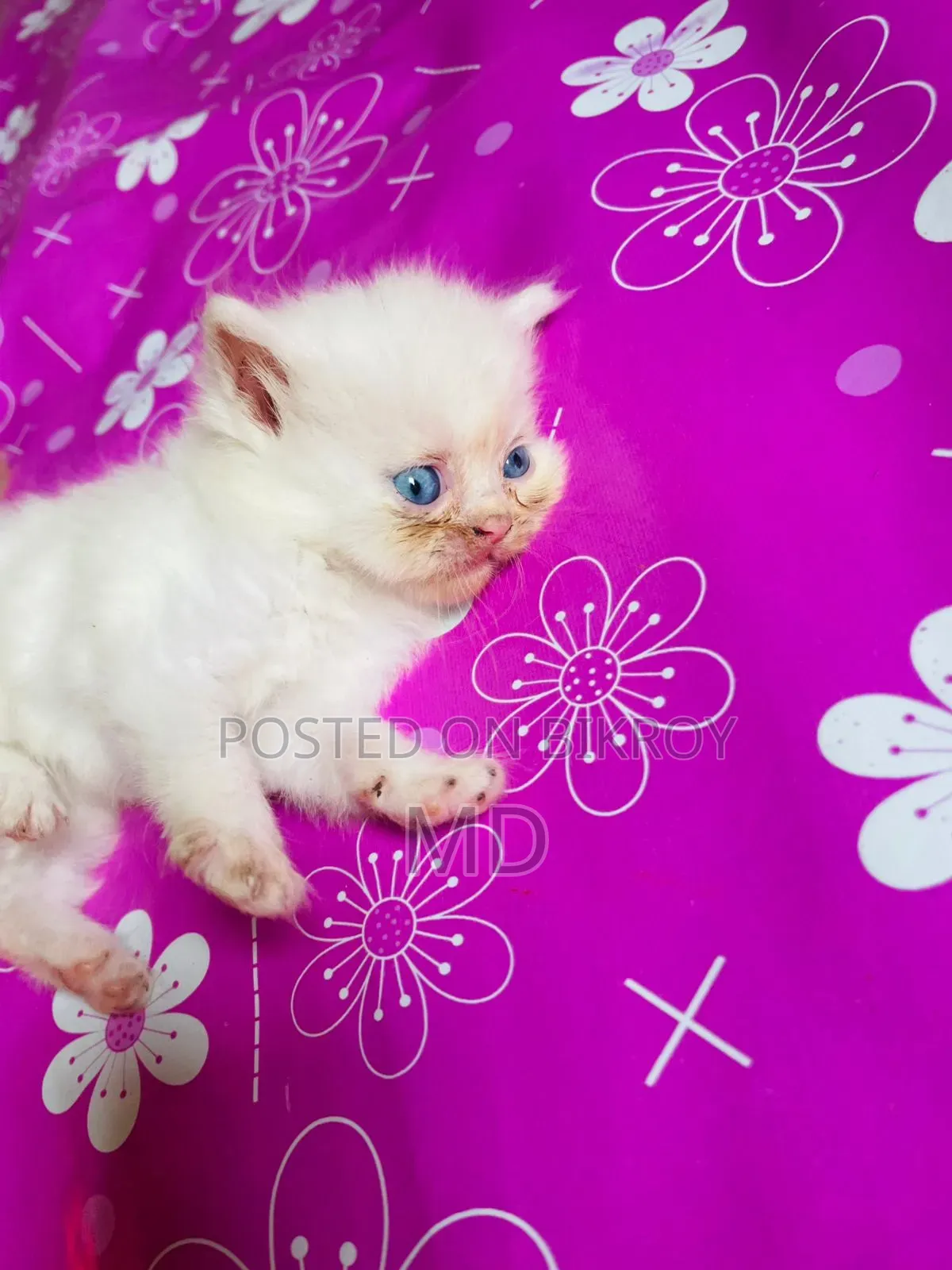 1-3 months Male Purebred Persian