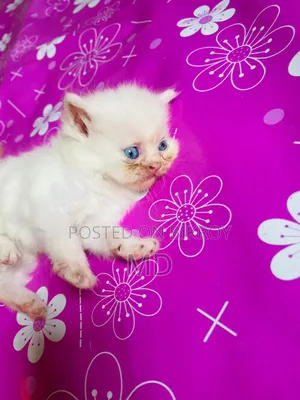 1-3 months Male Purebred Persian