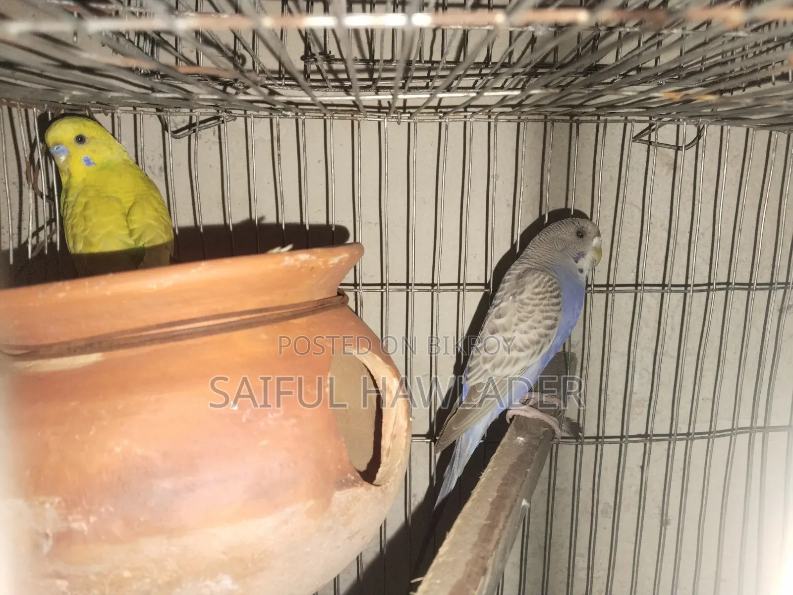 Budgerigar for sale