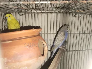 Budgerigar for sale
