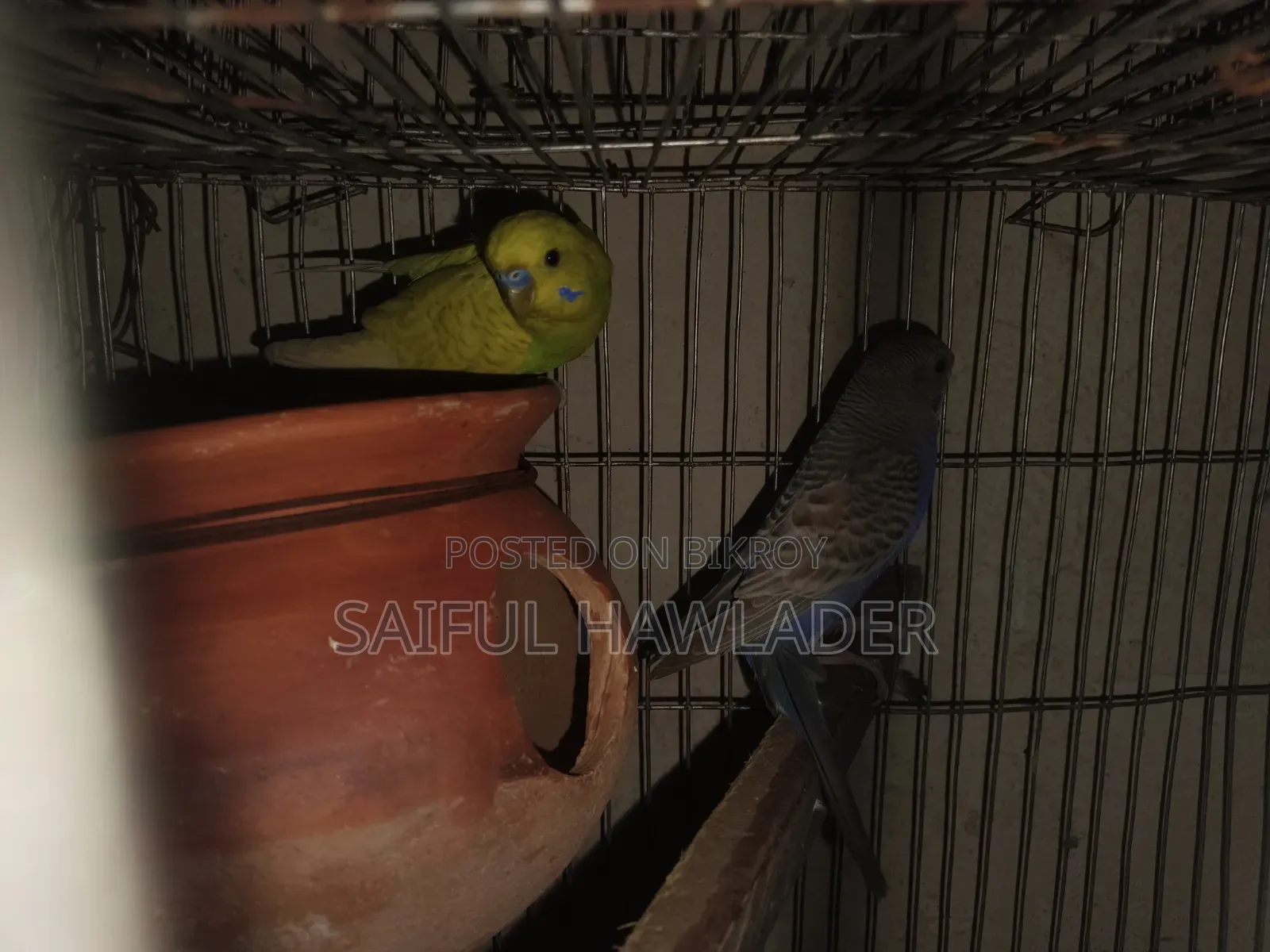 Budgerigar for sale