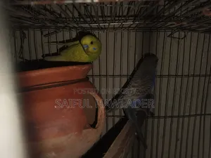 Budgerigar for sale