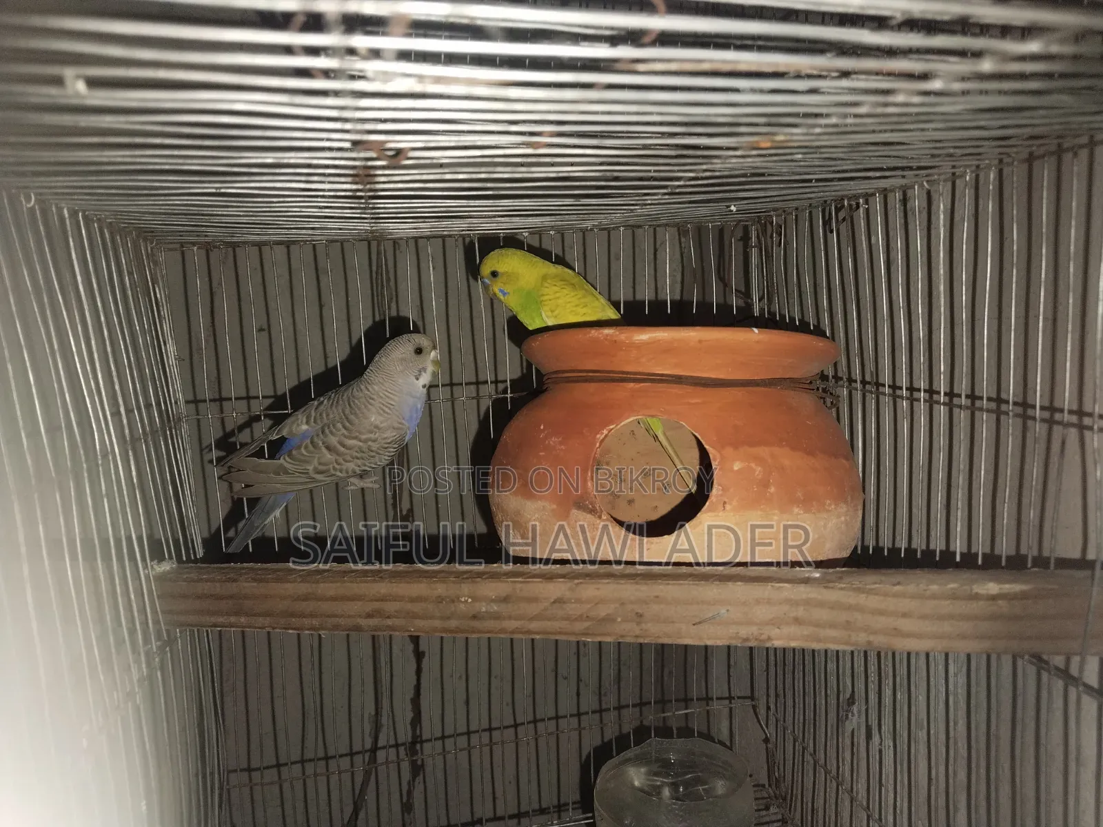 Budgerigar for sale
