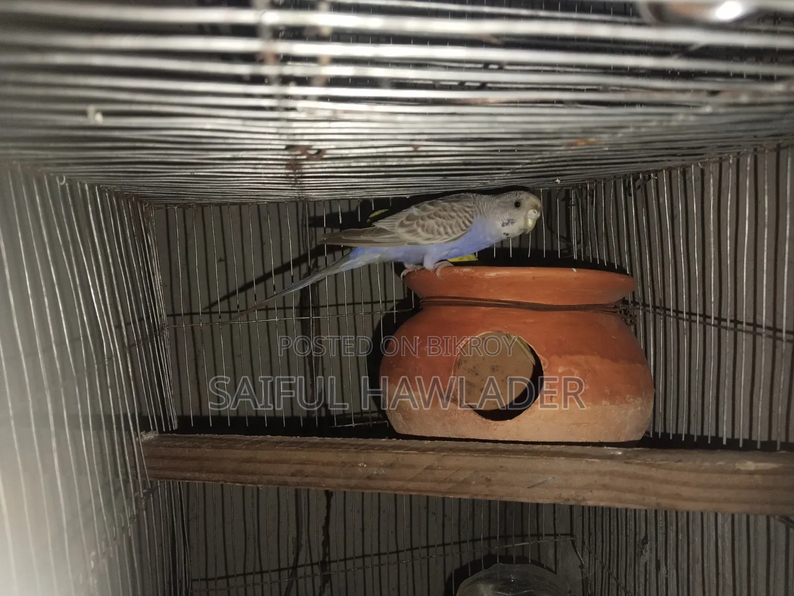 Budgerigar for sale