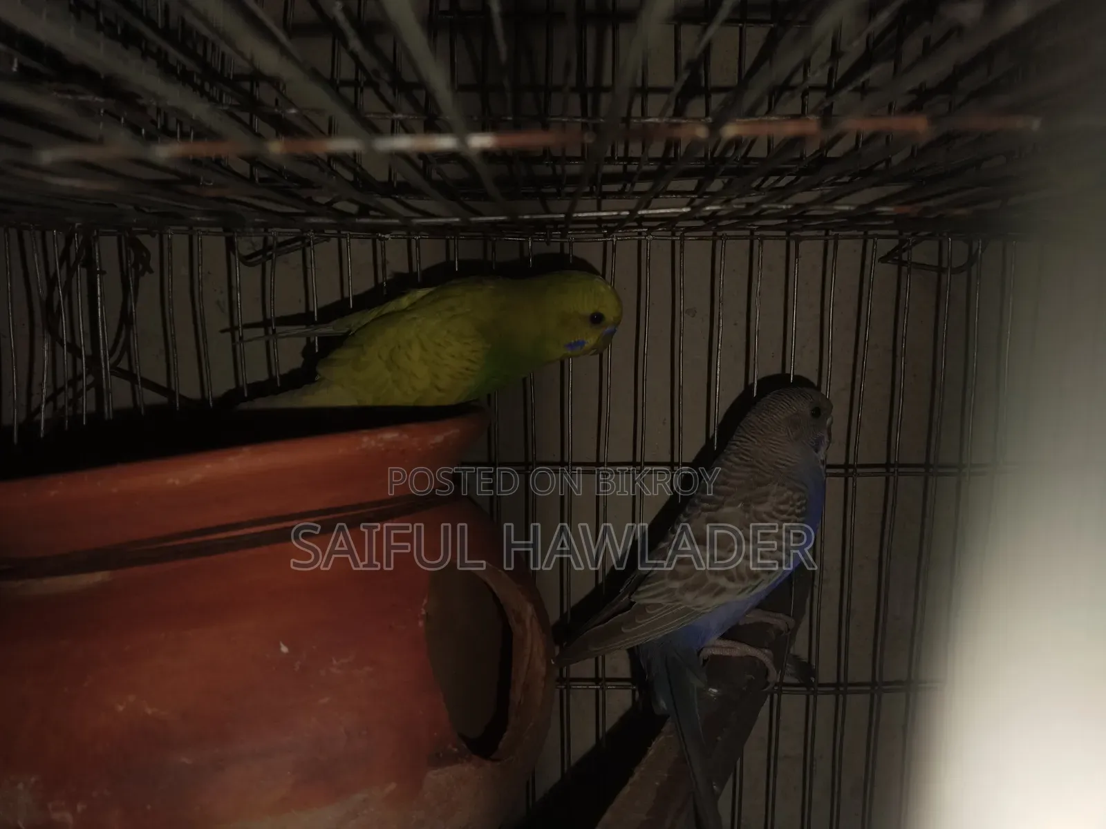 Budgerigar for sale