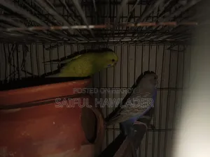 Budgerigar for sale