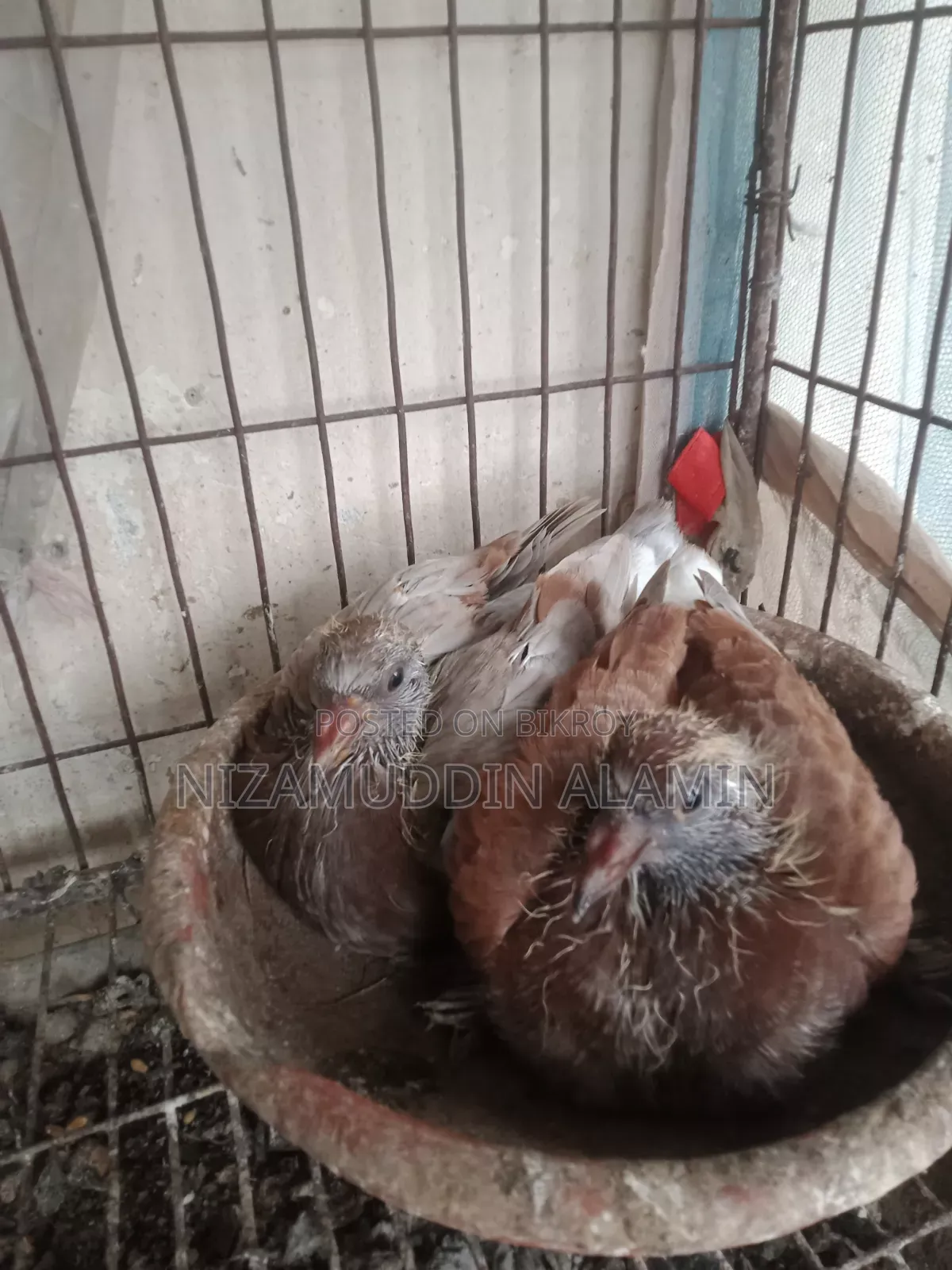 Pigeon squabs suitable for eating