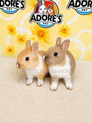 Netherlands Dwarf Rabbit Pair Available
