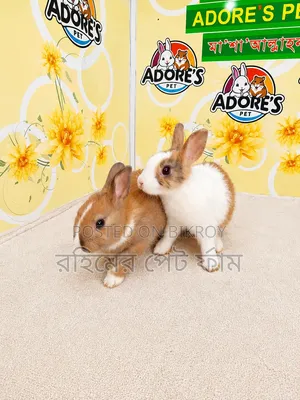 Netherlands Dwarf Rabbit Pair Available