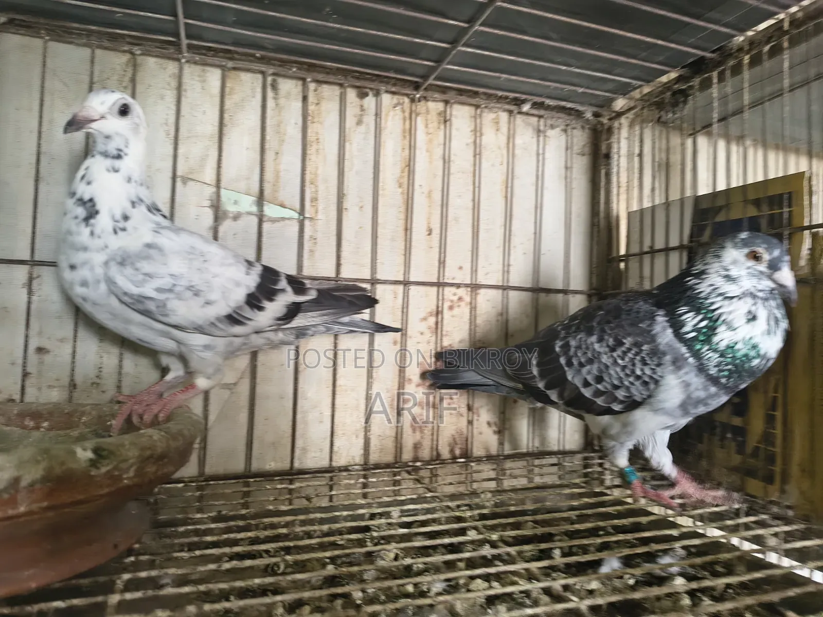 Racer Homa Running Pair