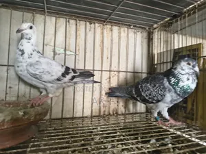 Racer Homa Running Pair