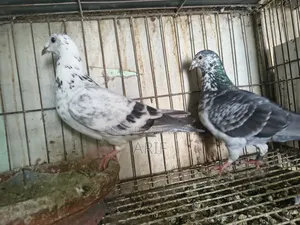 Racer Homa Running Pair