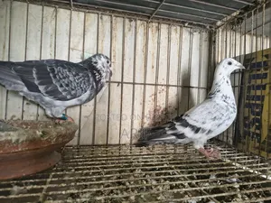 Racer Homa Running Pair