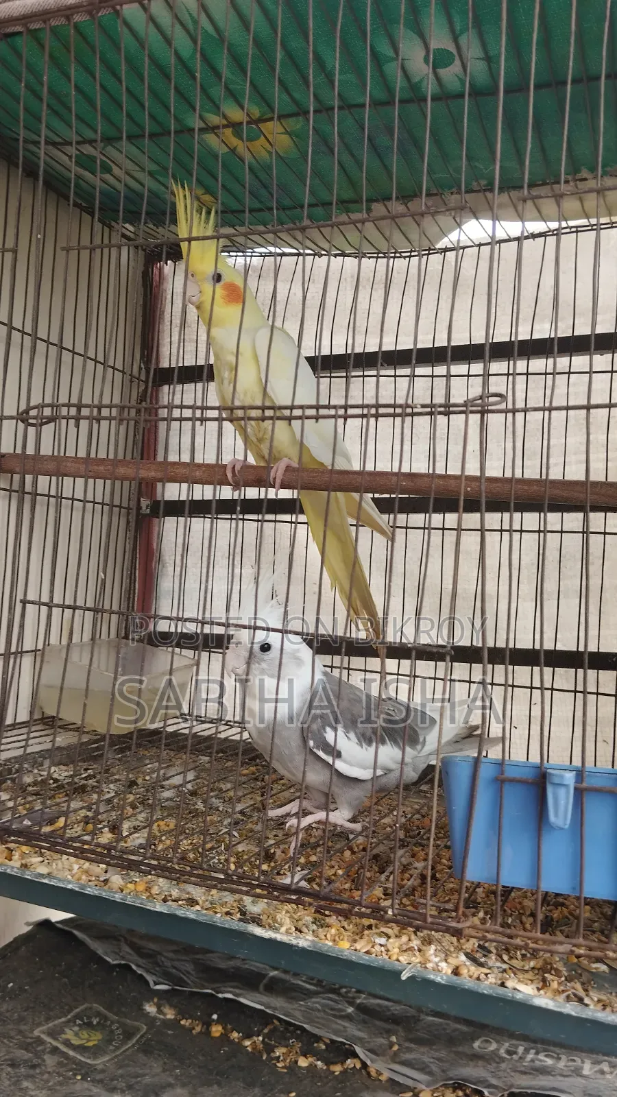 Cockatiel Male