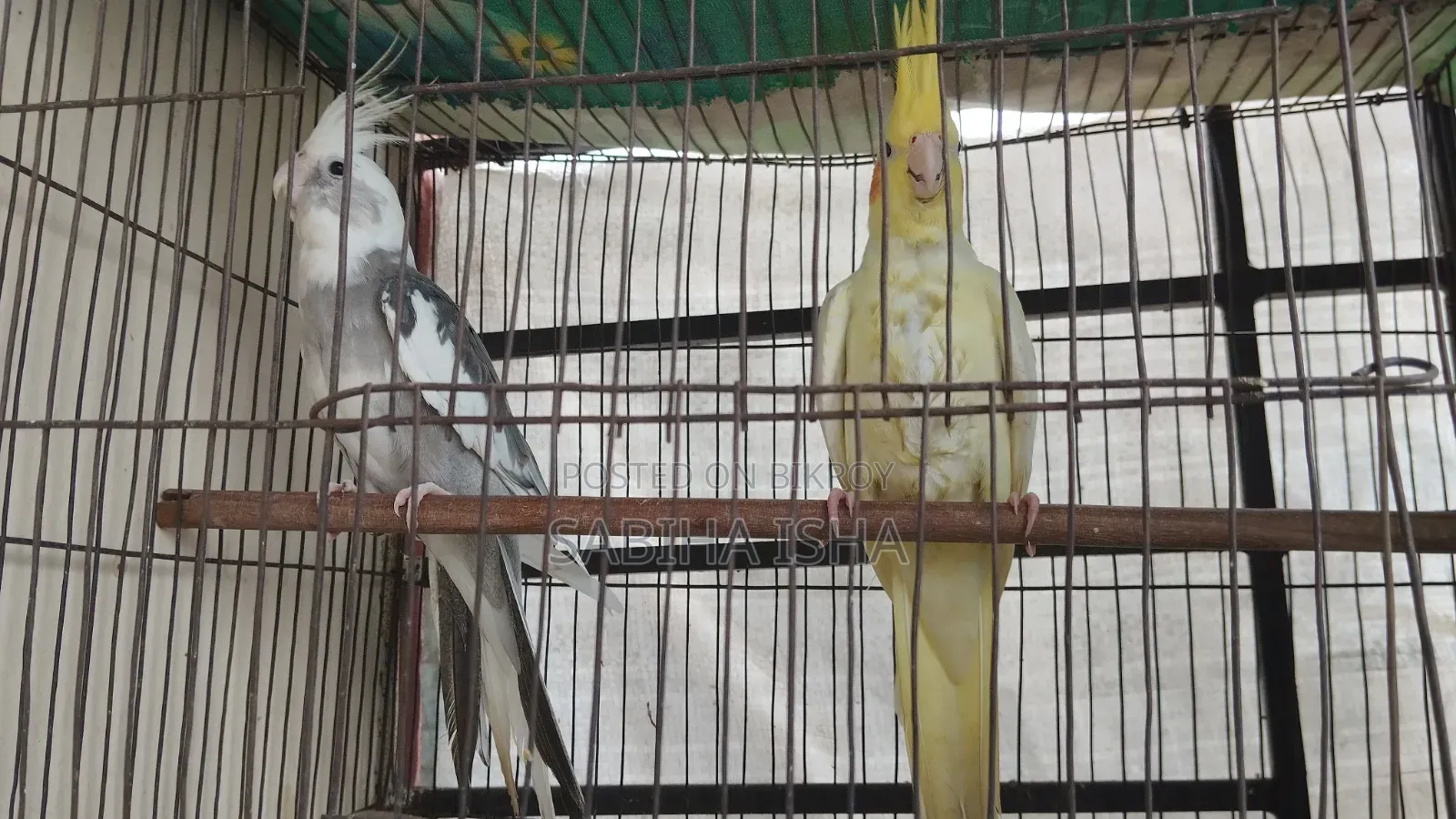 Cockatiel Male