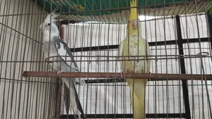 Cockatiel Male