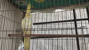 Cockatiel Male