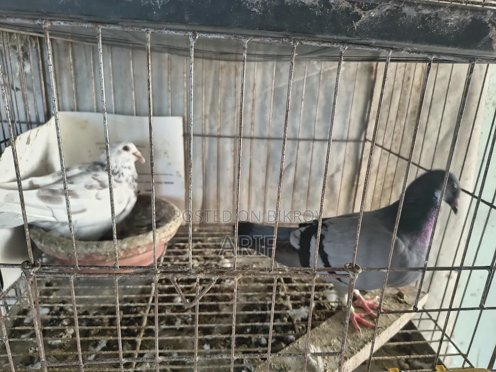Racer Homa Running Pair With Baby