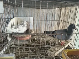 Racer Homa Running Pair With Baby