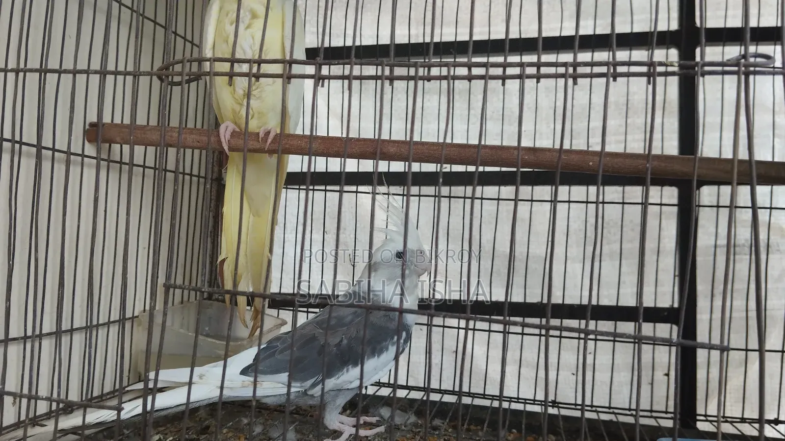 Cockatiel Male