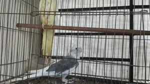 Cockatiel Male