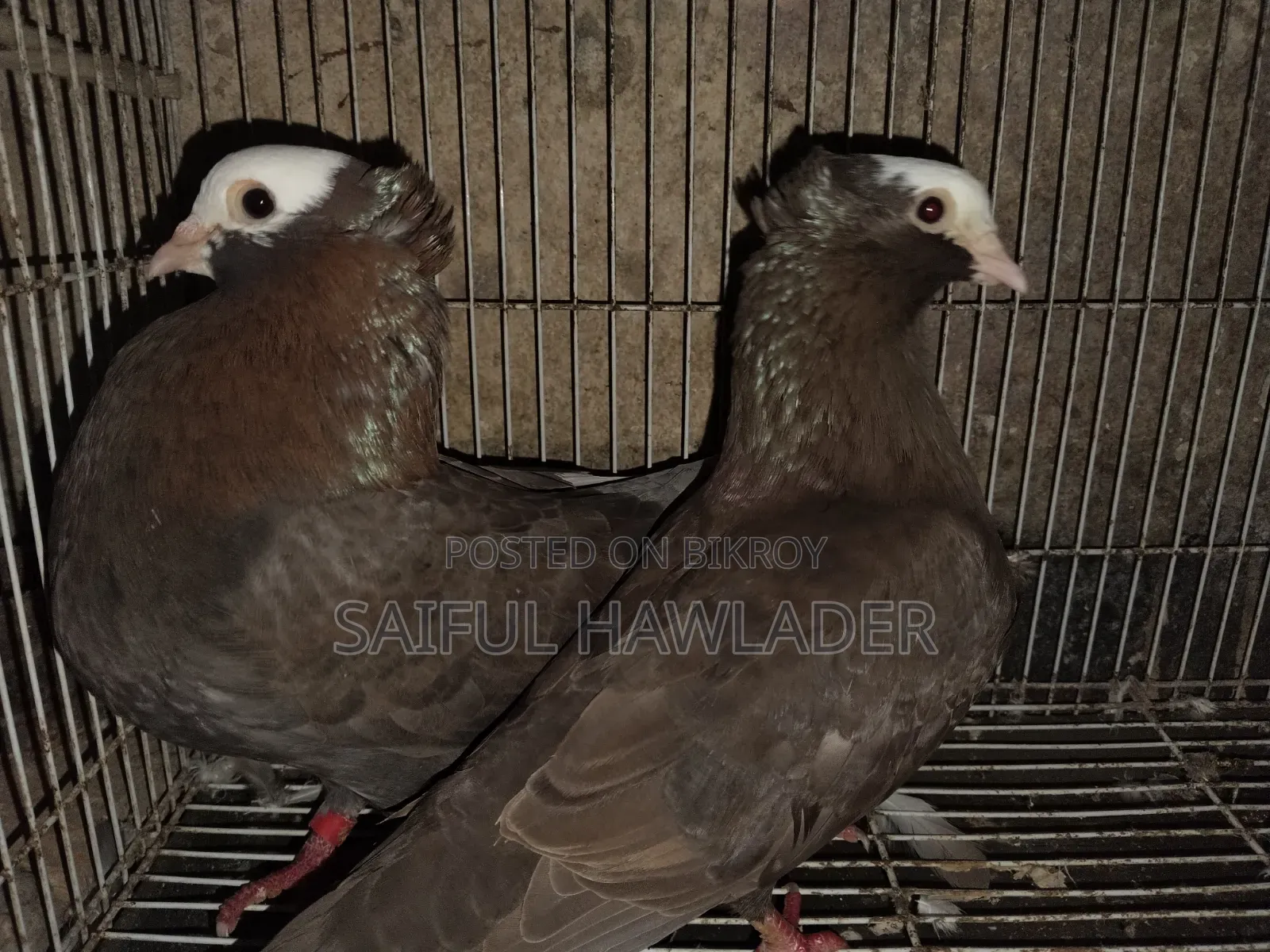 Chocolate Mukkhi