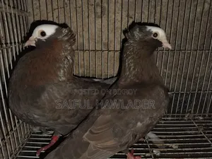Chocolate Mukkhi