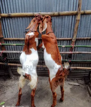 একটি খাশি আর একটি মেয়ে ছাগল