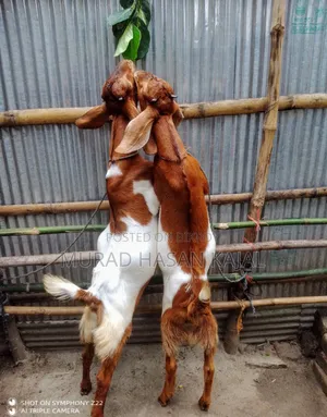 একটি খাশি আর একটি মেয়ে ছাগল