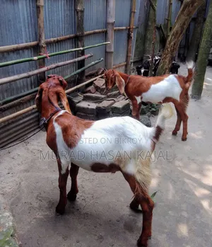একটি খাশি আর একটি মেয়ে ছাগল