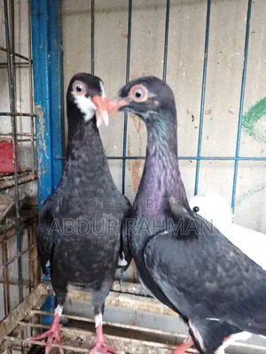 Black Beauty Pigeon