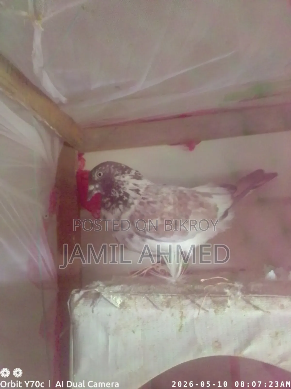 Running Pigeons with Eggs