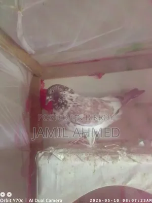 Running Pigeons with Eggs