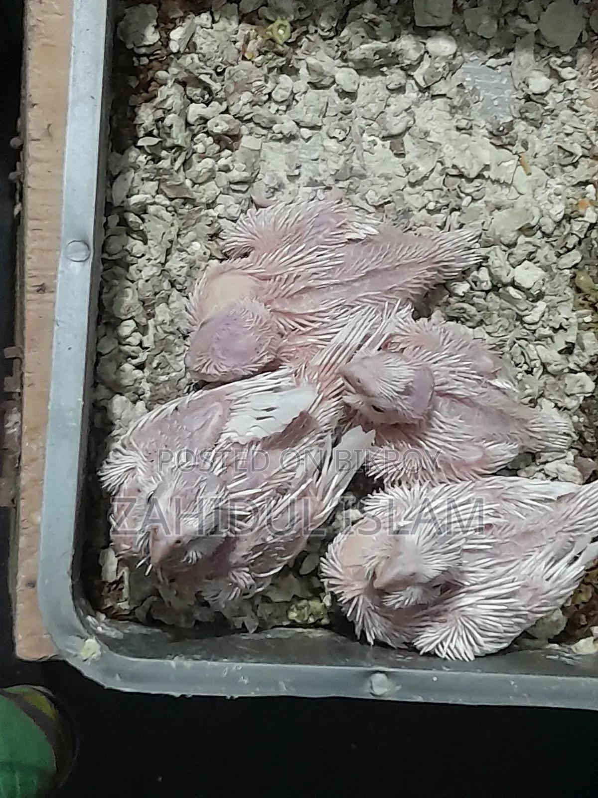 Red Eye Cockatiel bird baby